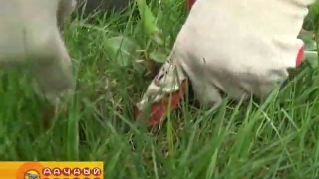 Дачный мир. Эфир передачи от 4 мая 2016г. смотреть онлайн