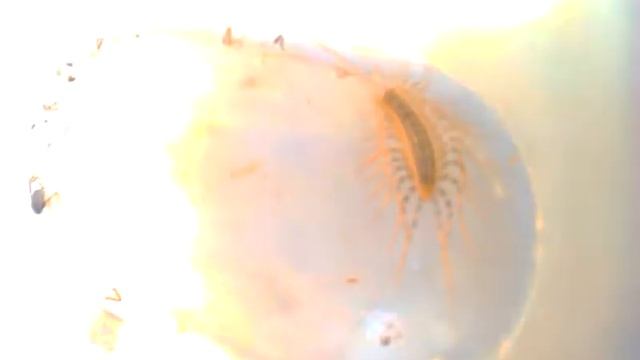 Сороконожка или мухоловка обыкновенная смотреть онлайн