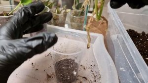 Хойя кентиана и ваетти триколор, бегония макулата и эпипремнум елисейские поля | Пересадка