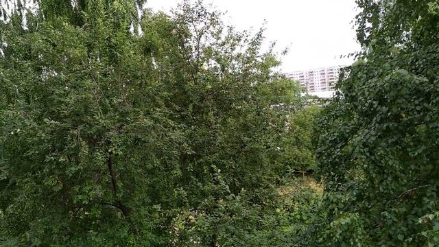 ЮМОР.ЯСНЫЙ ДЕНЬ И МУХА. БАСНЯ МУХ И МУХА.