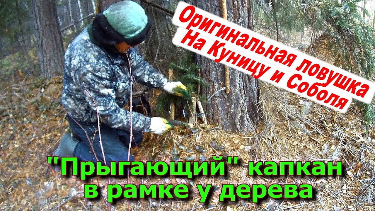 Прыгающий капкан в рамке у дерева