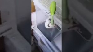 богомол vs мышь