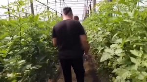 Результат применения препаратов на томат от фузариоза