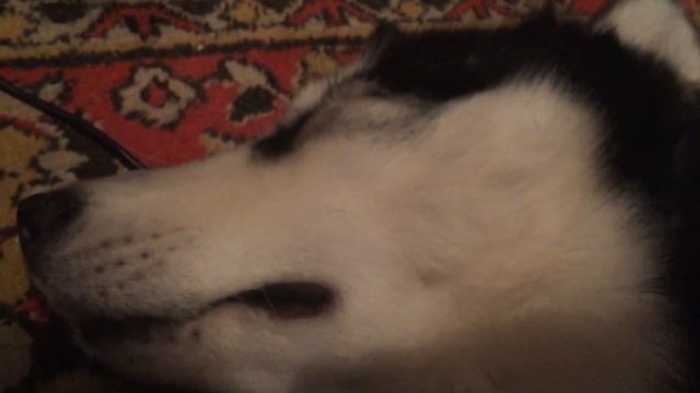 Крепкий сон! Смотреть до конца!