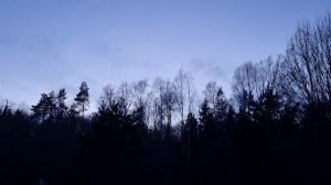 Охота на вальдшнепа весна 2022. Первая тяга Марины.