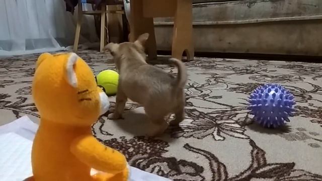 Наша собачка смотреть онлайн