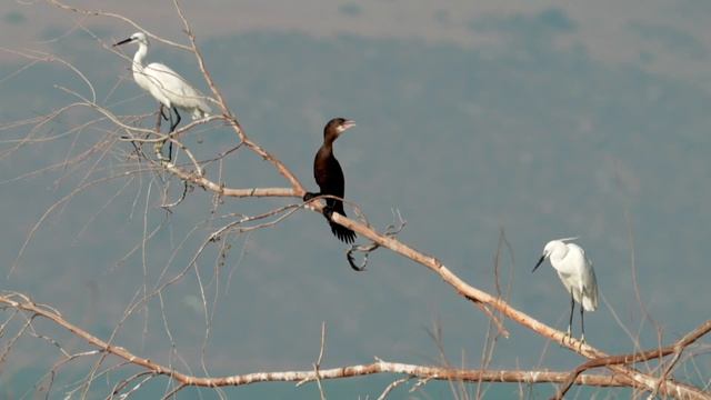 БАКЛАН И ЦАПЛЯ смотреть онлайн