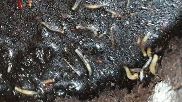 НЕ СПАСАЙ ДЯТЛА! смотреть онлайн