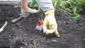 Как посадить флоксы осенью  ✿ Сажаем флоксы и тюльпаны