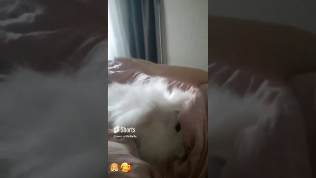 Пёсель релаксирует с утра??