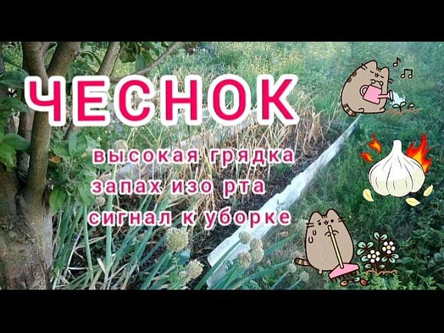 Чеснок на высокой грядке.Крупный и без хлопот/ Garlic. Garden