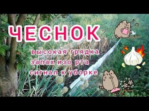 Чеснок на высокой грядке.Крупный и без хлопот/ Garlic. Garden