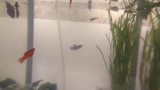 Забытые песни. Однообразные мелькают смотреть онлайн