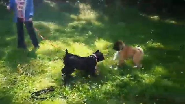 Питомник кане корсо Ля Миа Фортуна. Социализация щенков. La Mia Fortuna kennel. Cane Corso.