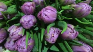 Купить тюльпаны Tulipa Dubbele Vroege Grp dubbel 'Double Price' в Минске
