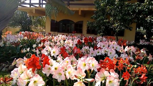 Jardim de amarílis смотреть онлайн