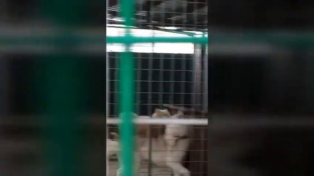 Моё путешествие в хаски центр "Таежная сказка " смотреть онлайн