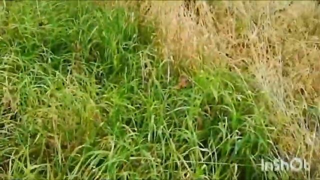 Купили участок в деревне. Обзор территории старого заброшенного участка.Как всё началось. смотреть онлайн