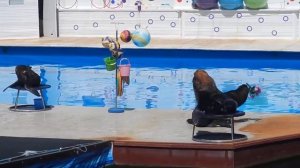 Выступление морских котиков в Дельфинарии, 11.07.2017