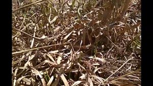 Сапропель или донный ил? Помогите определить, что это?