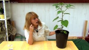 Физалис в горшке (ч.1).