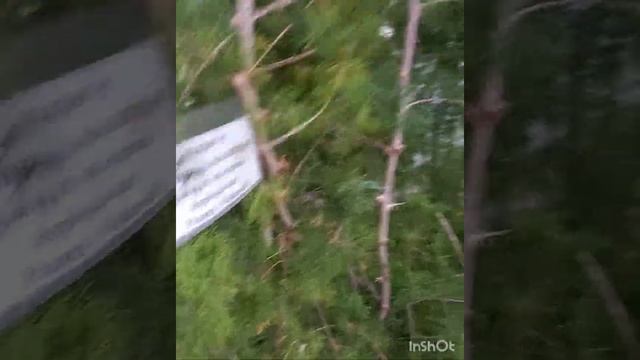 Аспарагус серповидный.Asparagus Crescent??????