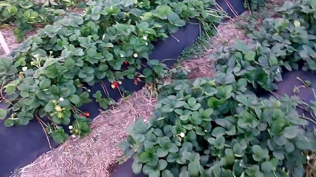 Что лучше для клубники солома или агроволокно / Выращивание клубники
