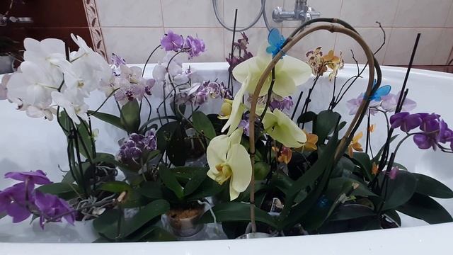 Профилактическая обработка всей коллекции орхидей от вредителей. смотреть онлайн