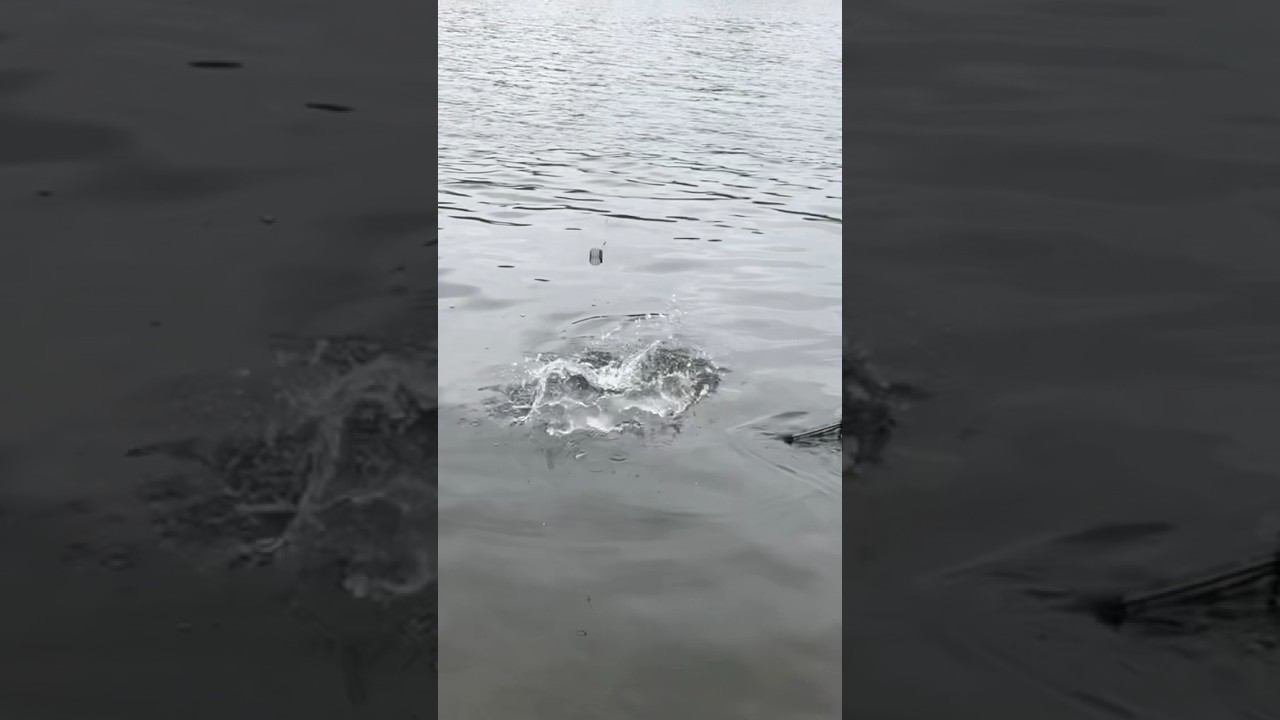 ОЧЕНЬ БОЙКИЙ ЛЕЩ не ЛЕЗЕТ в ПОДСАК / ЛЕЩ на ПИКЕР смотреть онлайн