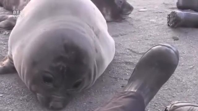 Как чихают тюлени смотреть онлайн