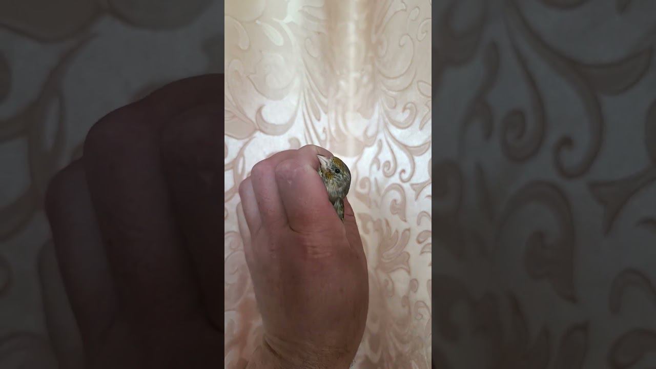 Гибрид щегол+канарейка 17.09.2023. смотреть онлайн