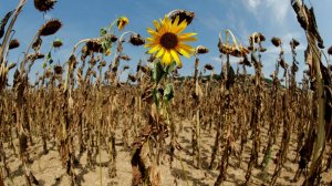 Земля покрылась трещинами, культуры погибают на глазах. Жара испепеляет посевы в Молдове