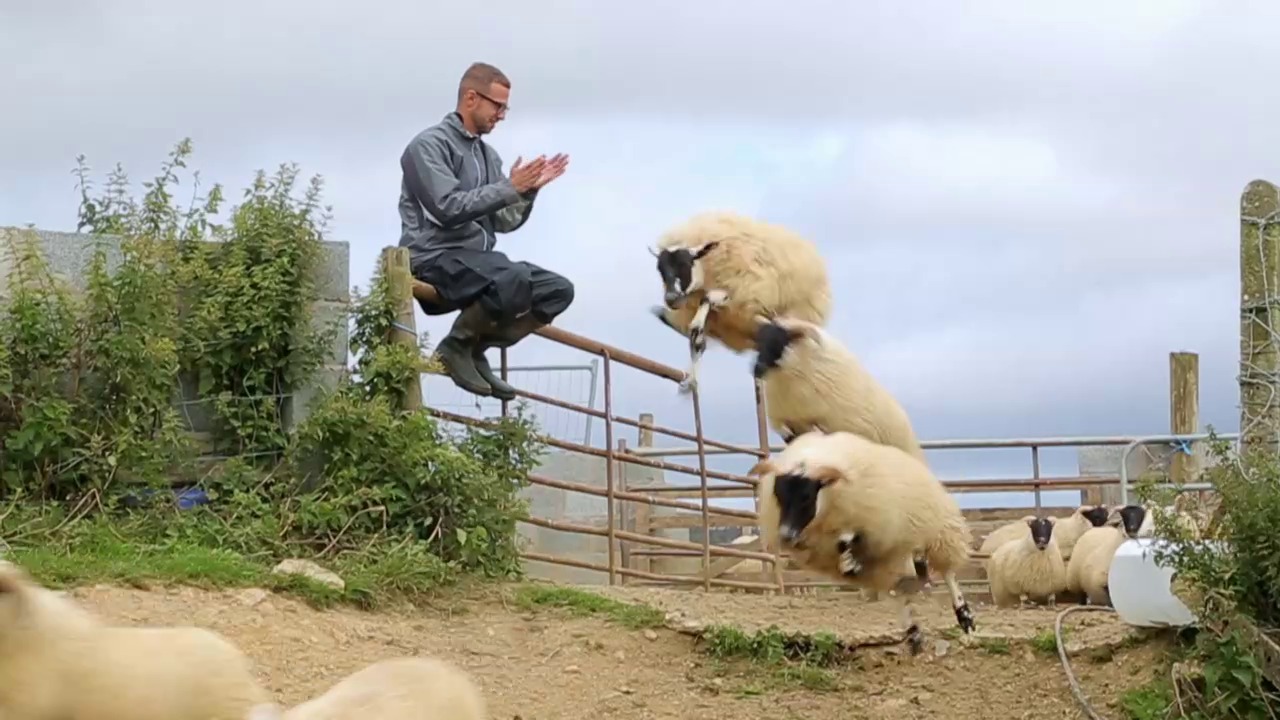 Орел и решка: Овцеводство в Дублине