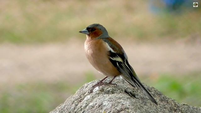 PINSON des ARBRES, beau et qui chante bien ! - Chant d'oiseau смотреть онлайн