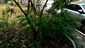 СУМАХ. Иметь или не иметь?  #сумах #уксусноедерево #агрессор