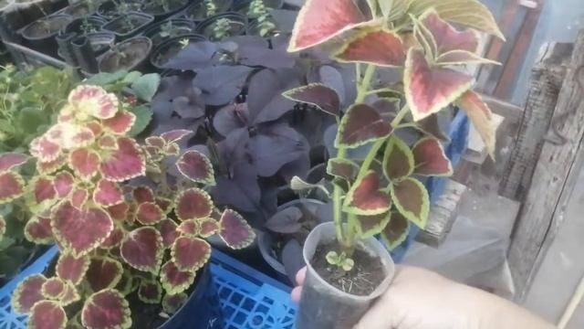 Пополнение коллекции ампельных колеусов +2! смотреть онлайн