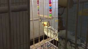 Самка кореллы зовёт самца