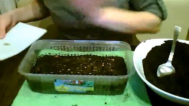 ЦИНЕРАРИЯ- сеем дома!!! смотреть онлайн