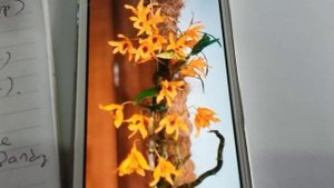 Rare species orchid - Dendrobium chantaboon sunrise -