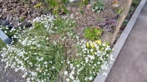 Хосты и гейхеры весной. Последствия весенних заморозков