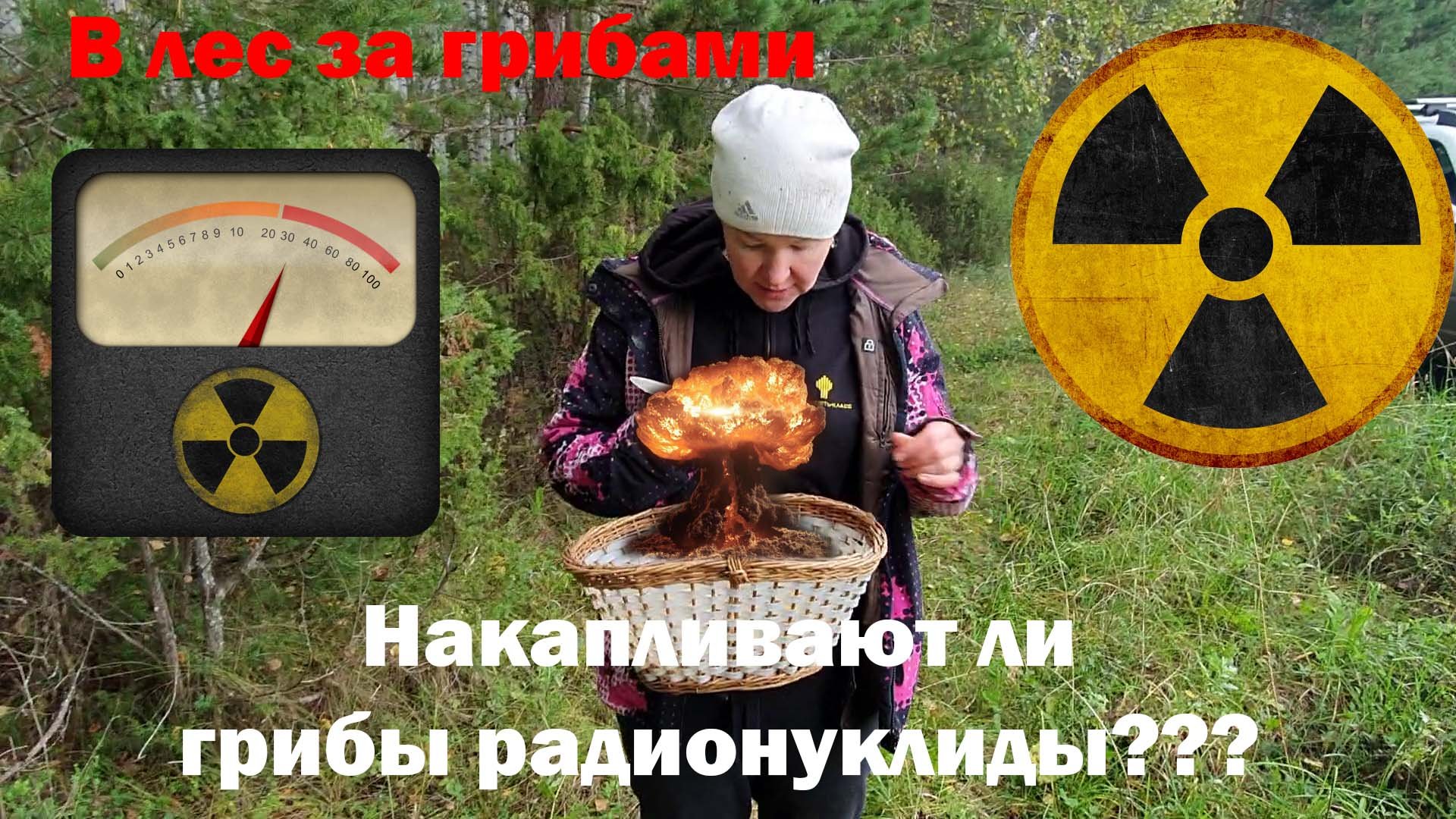 Радиоактивный гриб. Грибы накапливают радиацию. Чернобыль грибы радиоактивные. Радиоактивные грибы в Мордовии. Грибы радиация