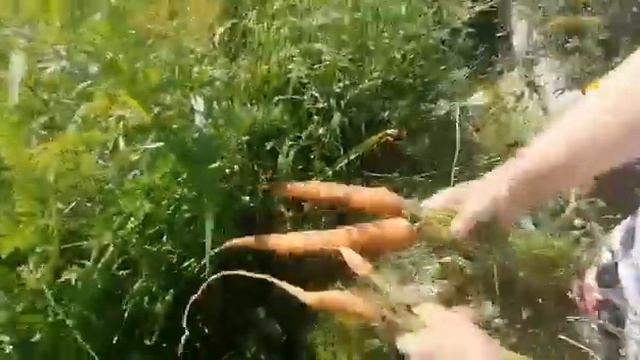 Выкапываю чеснок. смотреть онлайн