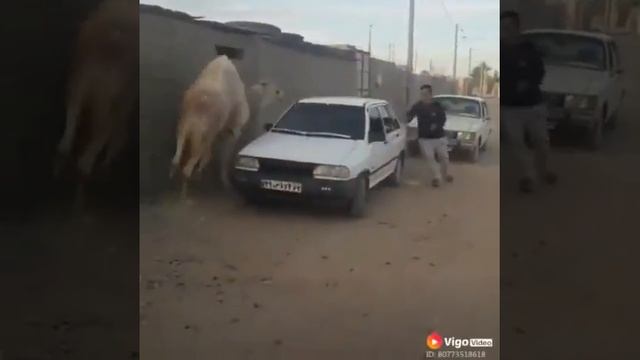 Верблюд и человек смотреть онлайн