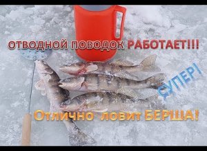 ЛОВЛЯ БЕРША на ЖЕРЛИЦЫ! (ОТВОДНОЙ ПОВОДОК РАБОТАЕТ!).mp4