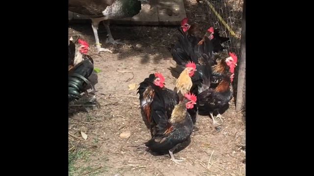 Когда размер не имеет значения. Уникальные петушки Малазийские Серамки смотреть онлайн