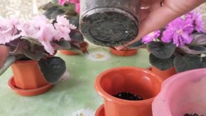 Пересадка фиалки. Советы для новичков
