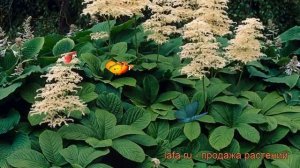 Роджерсия конскокаштанолистная (rodgersia aesculifolia) ? обзор: как сажать, рассада роджерсии