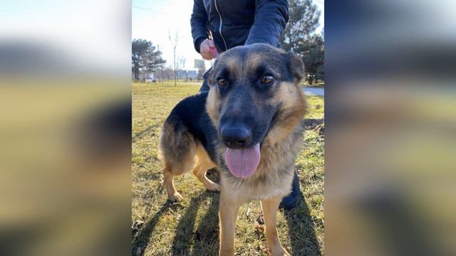 Такие разные - собаки приюта - но объединяет их одно - они рады каждому дню и дарят свою любовь нам смотреть онлайн