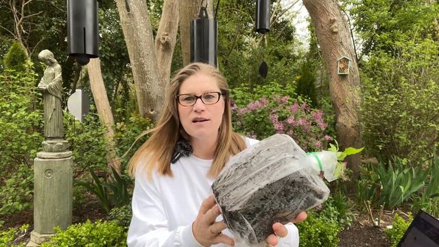 🌹 Brushwood Gardens Clematis Unboxing // Rose Companion Plant // Climber смотреть онлайн