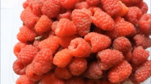 Лучшие сорта крупноплодной малины